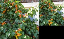 Bauernhof Blumentalhof Spiesmayer