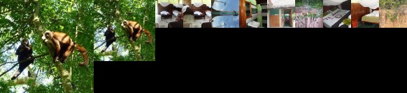 Paradise Amazon Lodge & Adventure