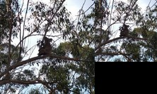 Escape to the Country - Enjoy the firepit or explore magical Bunya Mountains