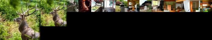 Das Haus am Wald Ferien- & Apartmenthaus