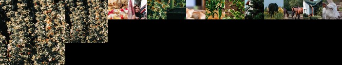 Agroturystyka Anielin