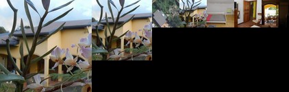 Les Eucalyptus Saint-Andre