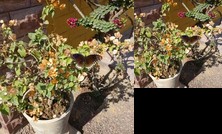 Homestay - Bungalow 2