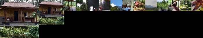 Bali mountain forest cabin