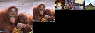 FNPF Volunteer Center