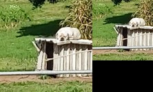 Carbon Neutral in Christchurch