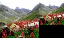 Homestay - Village view homstay sangla