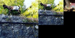 Homestay - Warm up our renovating chateau